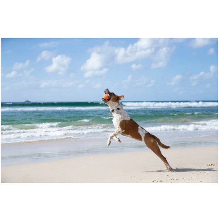 Minge superelastica pentru caini - Waboba Tailwind